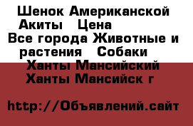 Шенок Американской Акиты › Цена ­ 35 000 - Все города Животные и растения » Собаки   . Ханты-Мансийский,Ханты-Мансийск г.